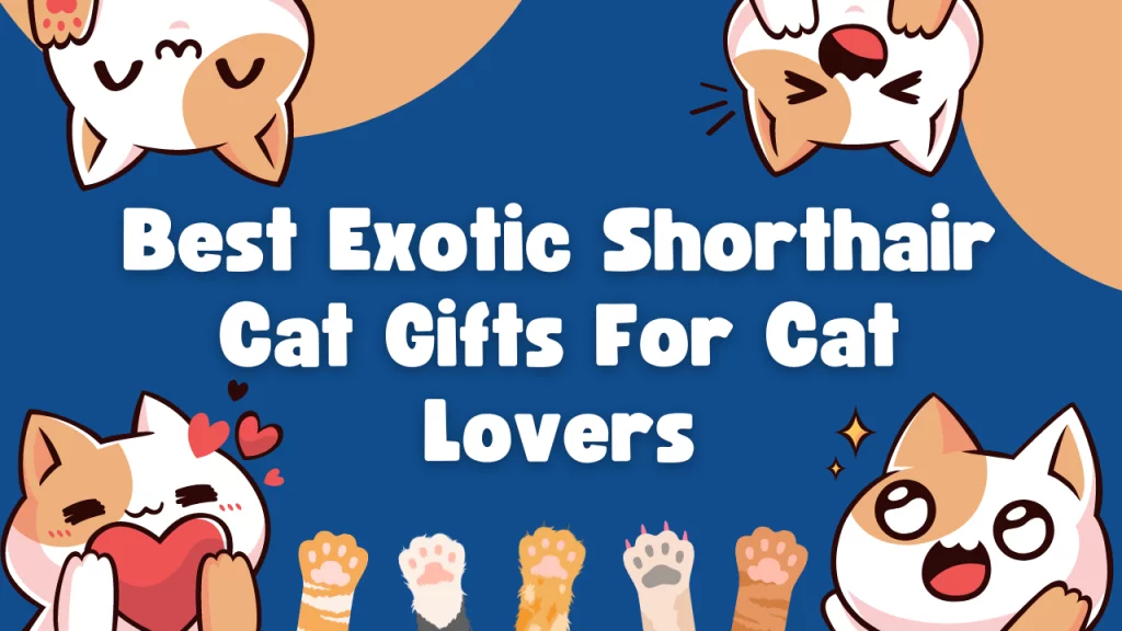 Best Exotic Shorthair Cat Gifts For Cat Lovers