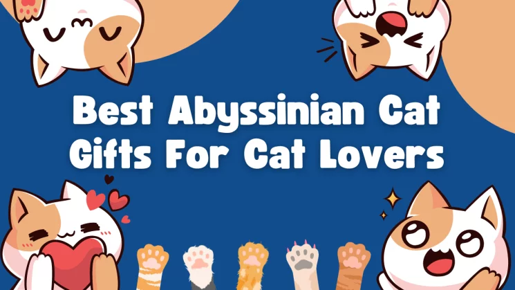 Best Abyssinian Cat Gifts For Cat Lovers